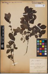 Foto von Salix aurita L.